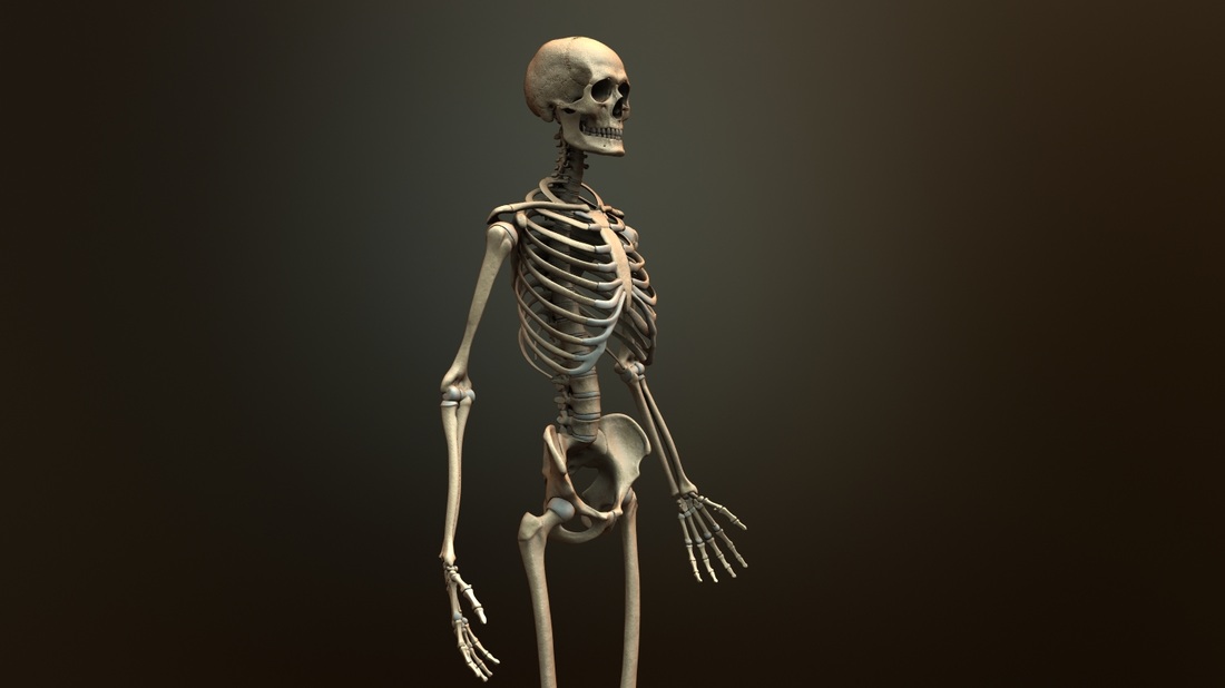 Страдающий скелет. Фон скелет. Белый скелет. Персонаж скелет. Анатомия фон.